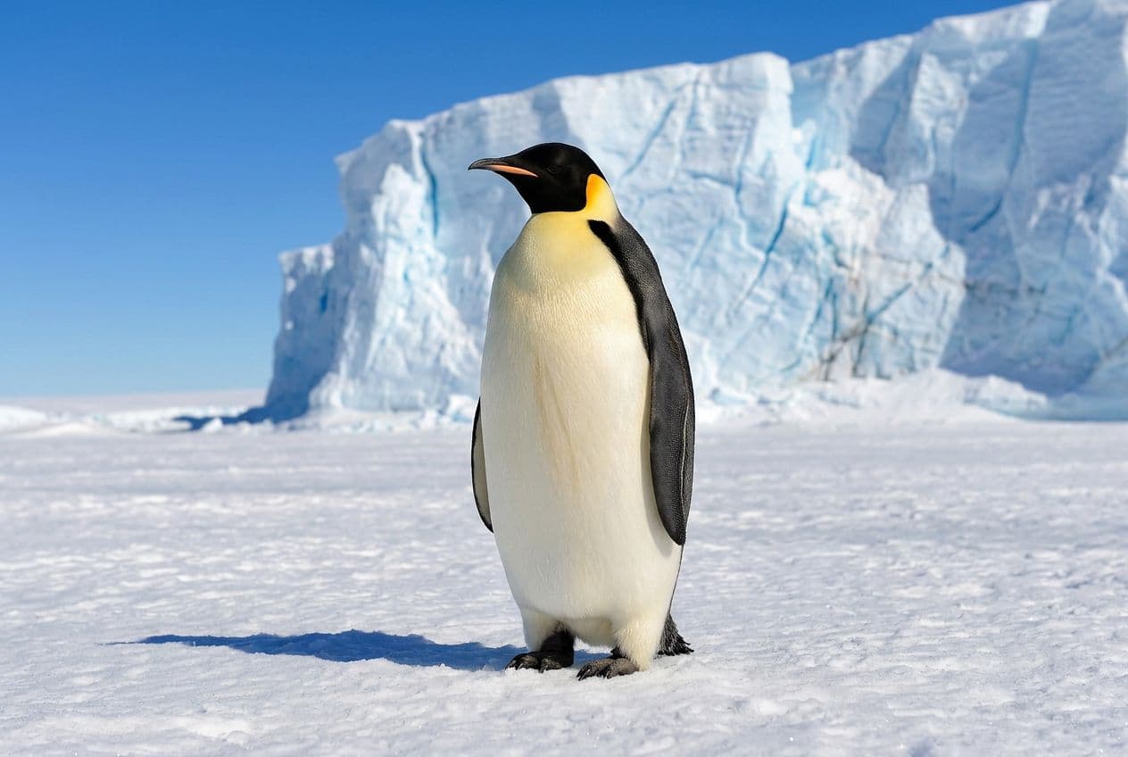 Emperor penguin standing alone