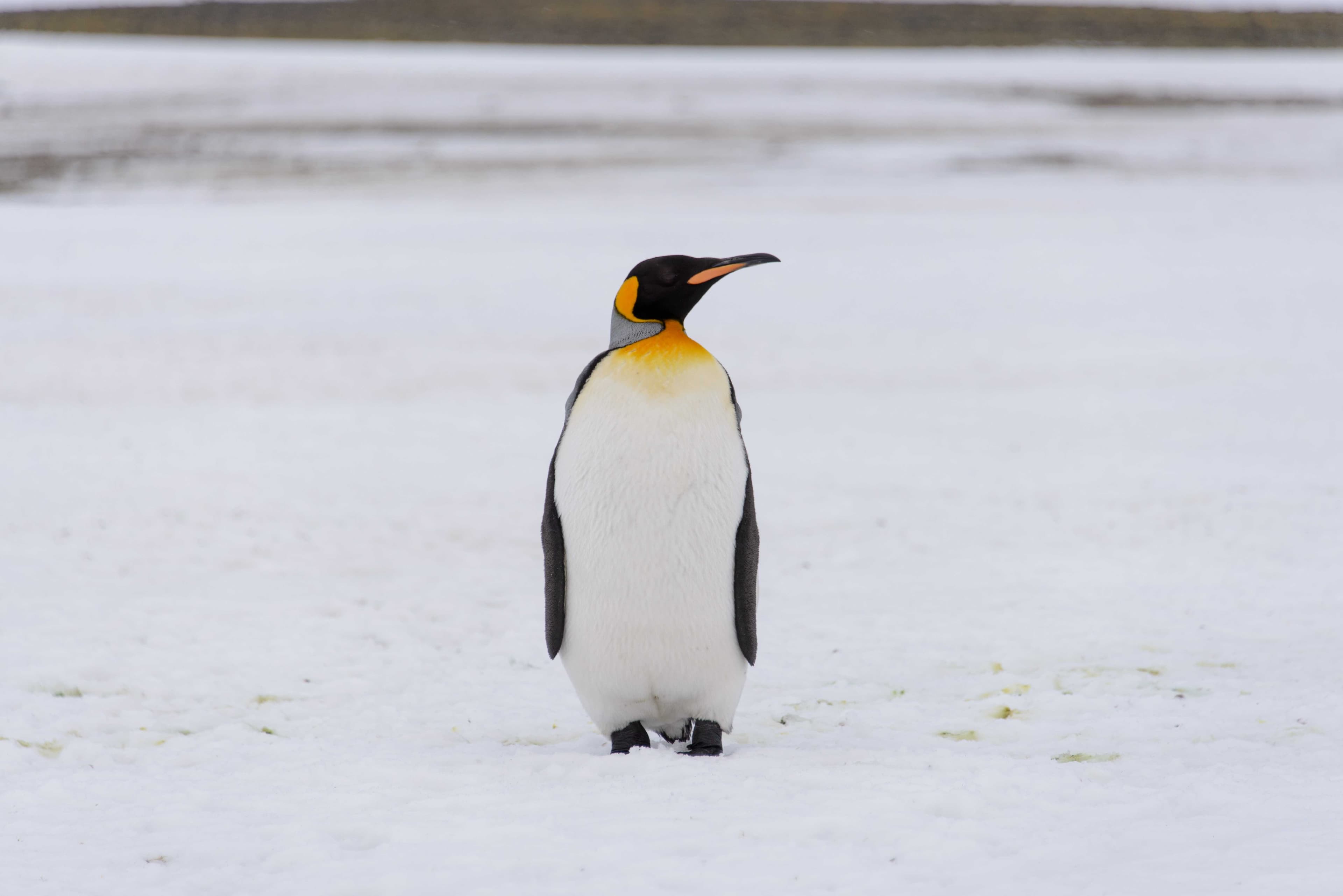 Emperor penguin in freezing antarctica
