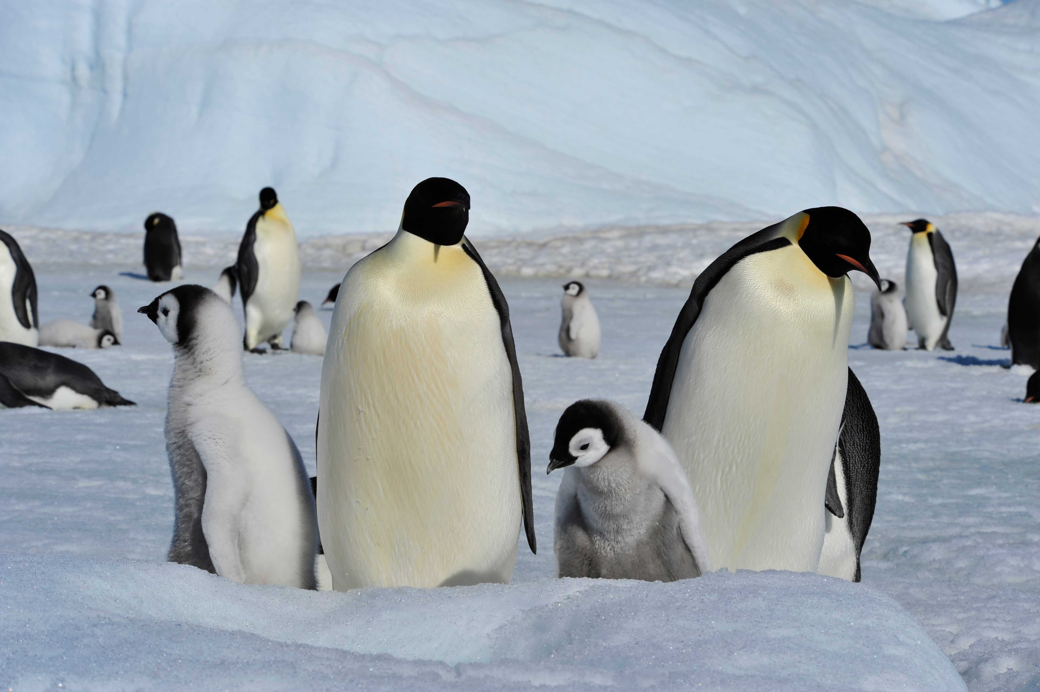 Emperor penguin family in the colony