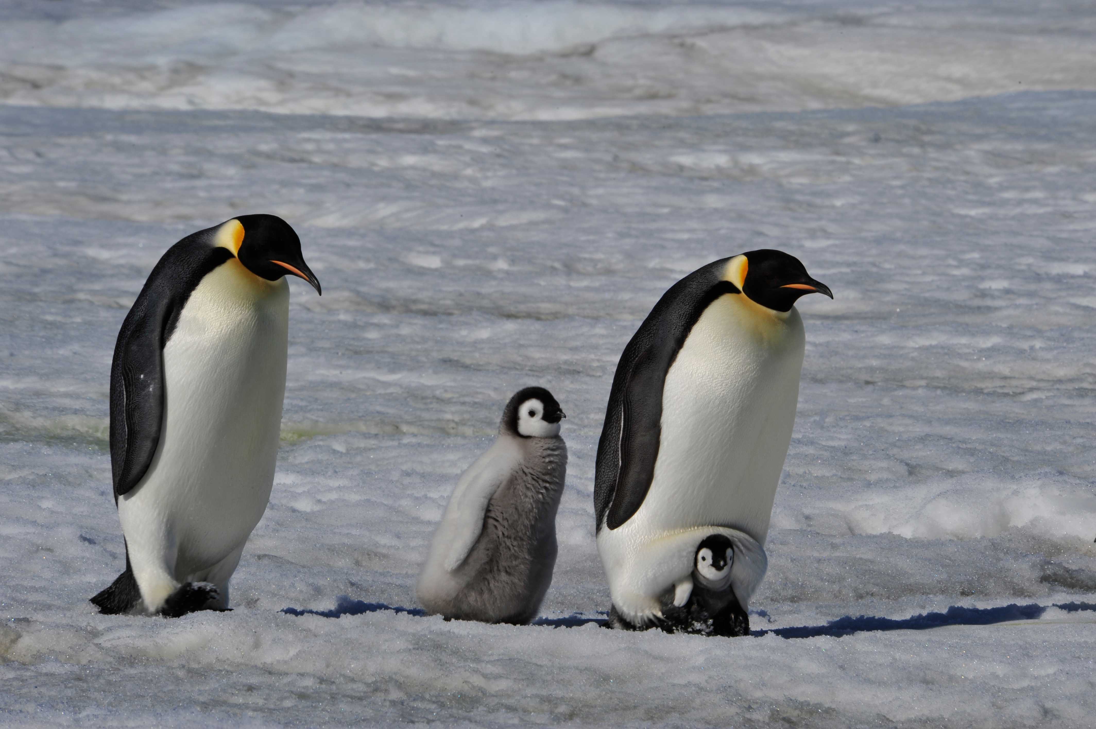 Emperor penguin family reunited again