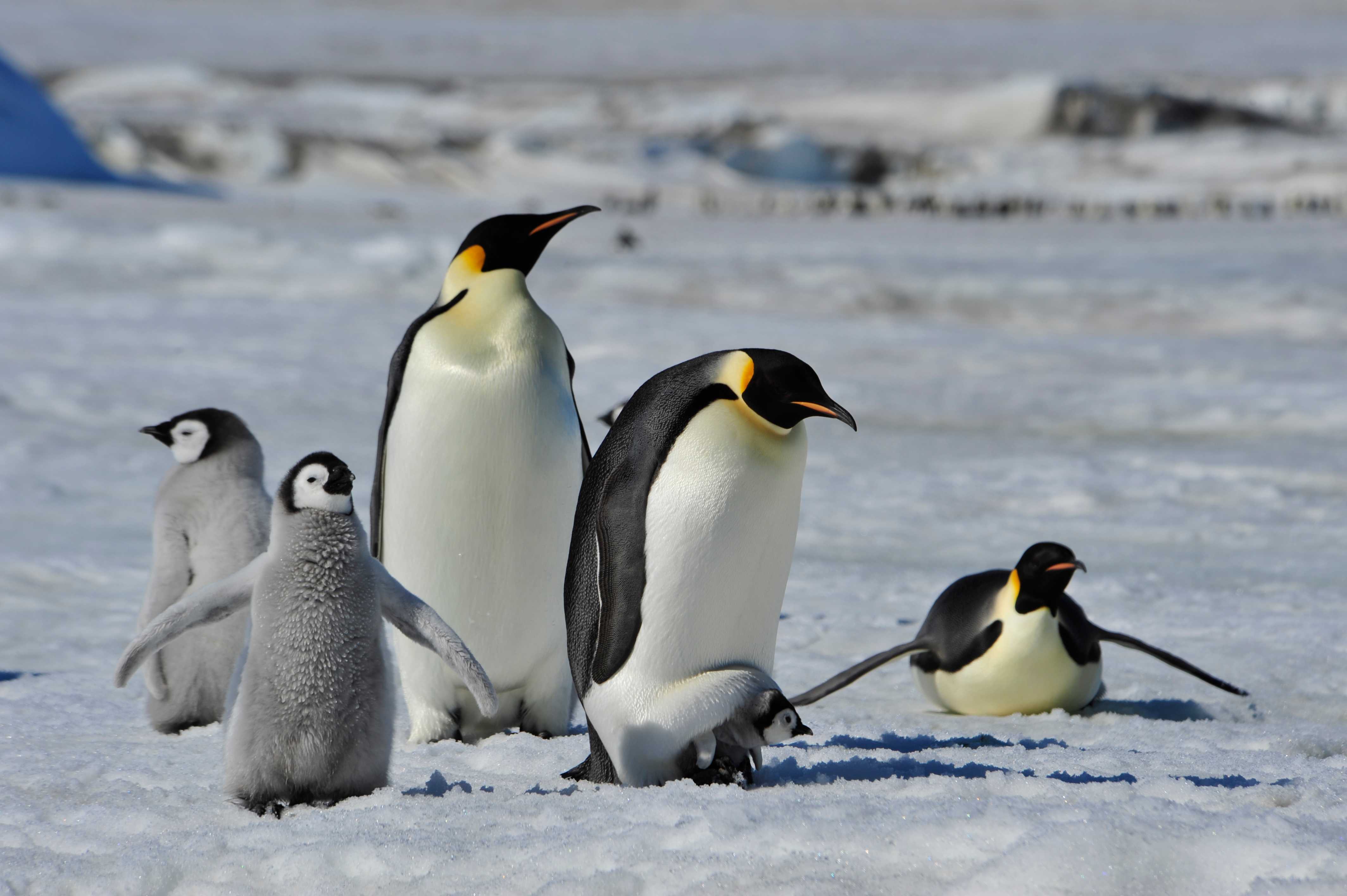 Emperor penguins goings for fishing