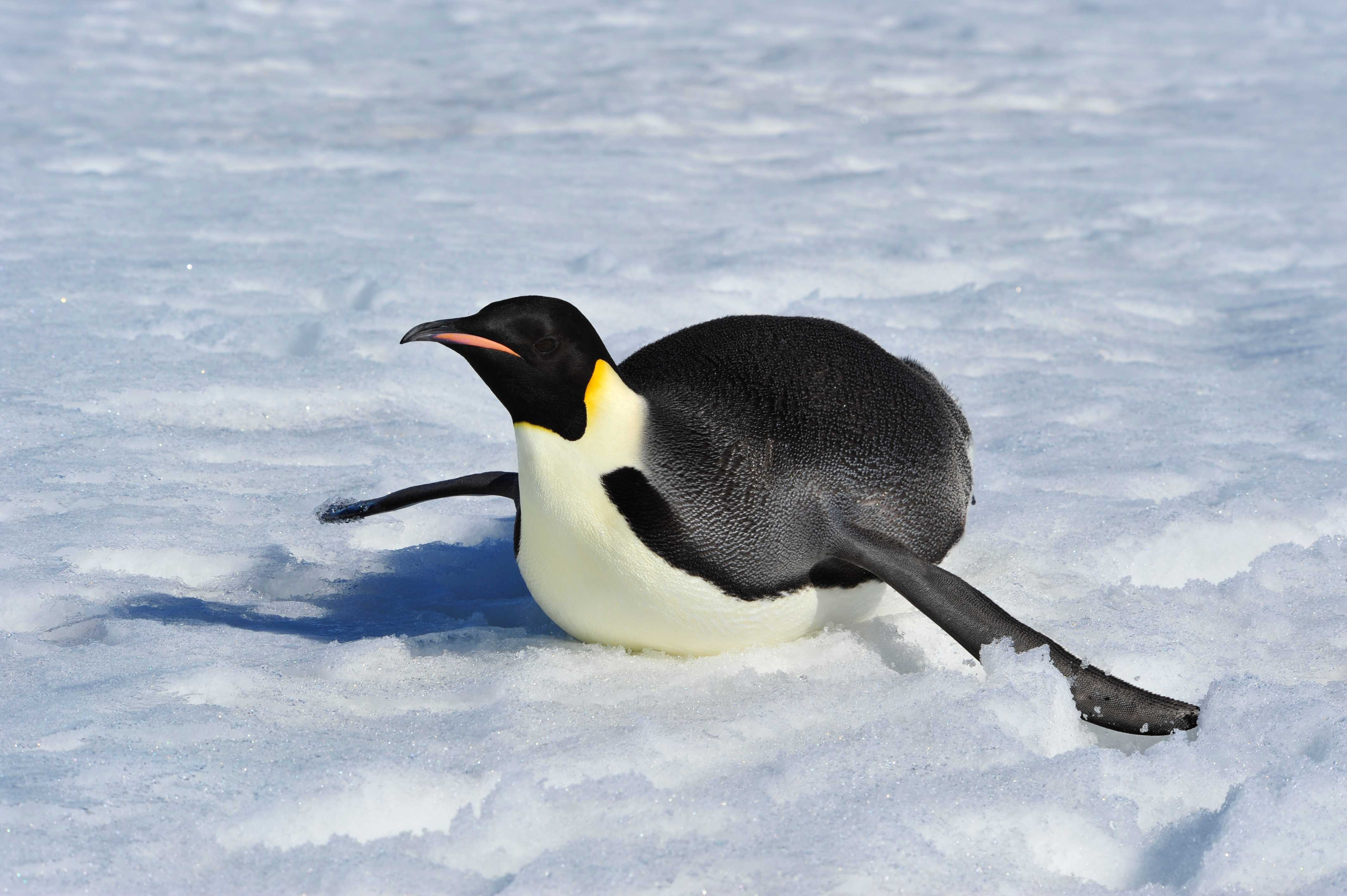 Emperor penguin laying on the belly