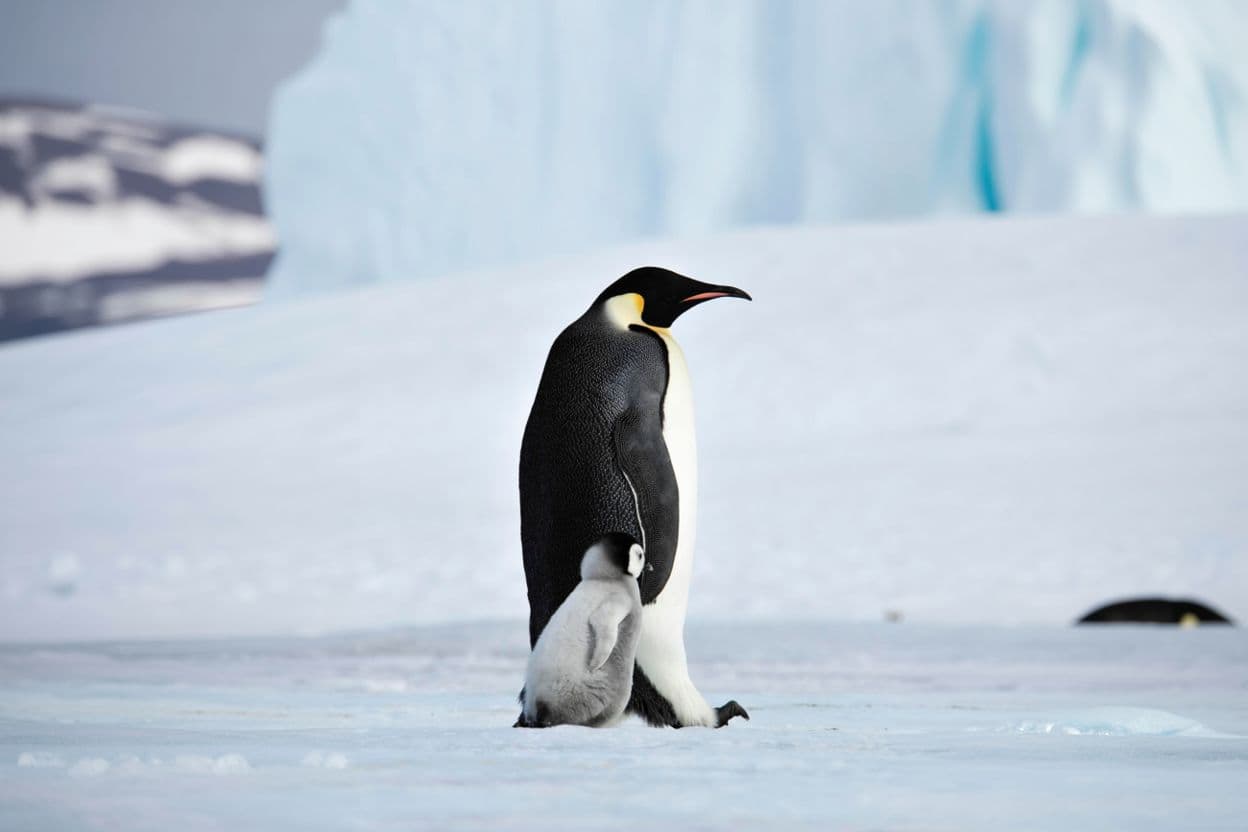 Emperor penguins going for a walk