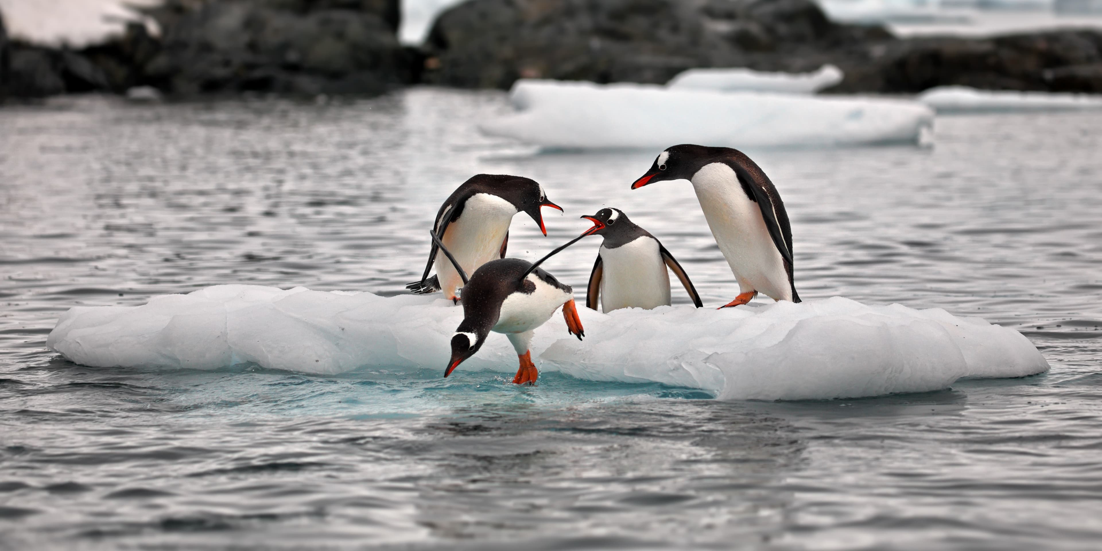 Penguins jumping into water