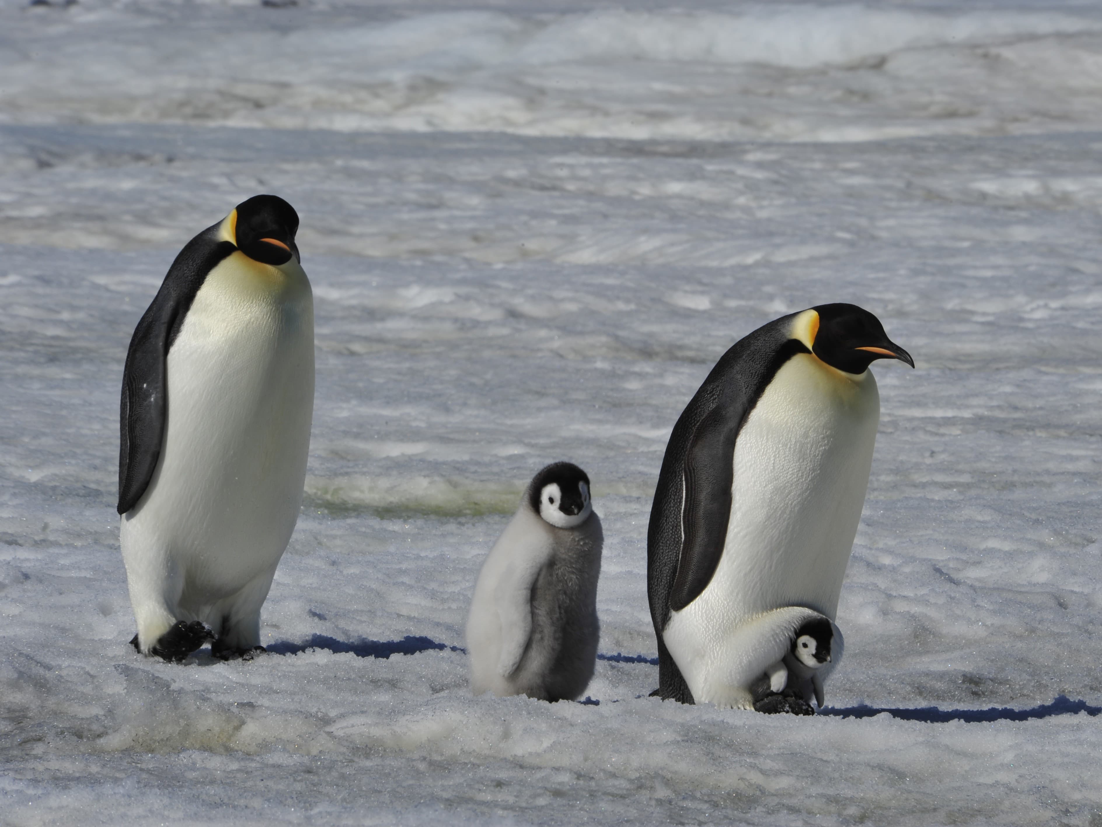 Emperor penguins huddled together on Antarctic ice