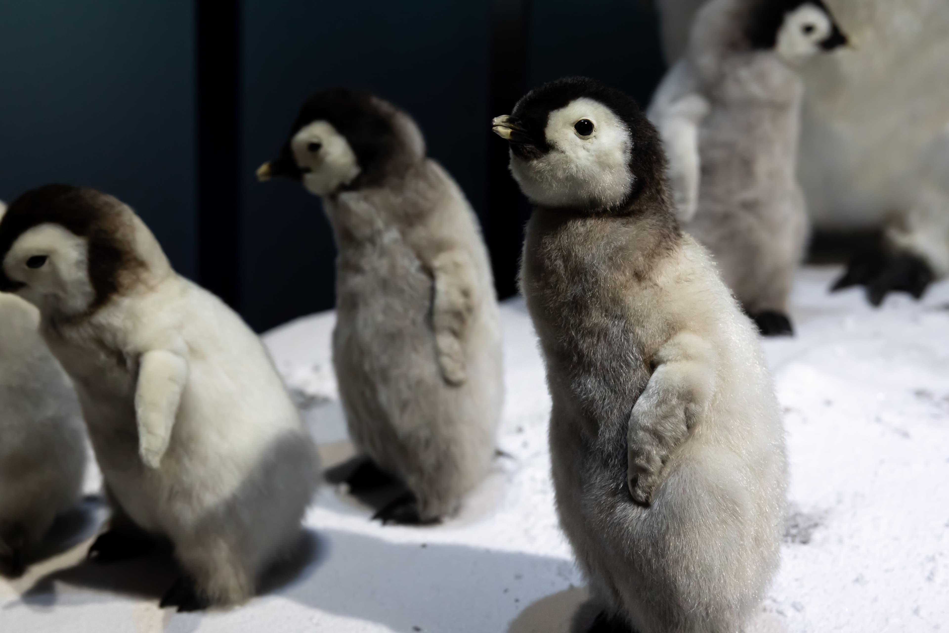 Emperor penguin chicks