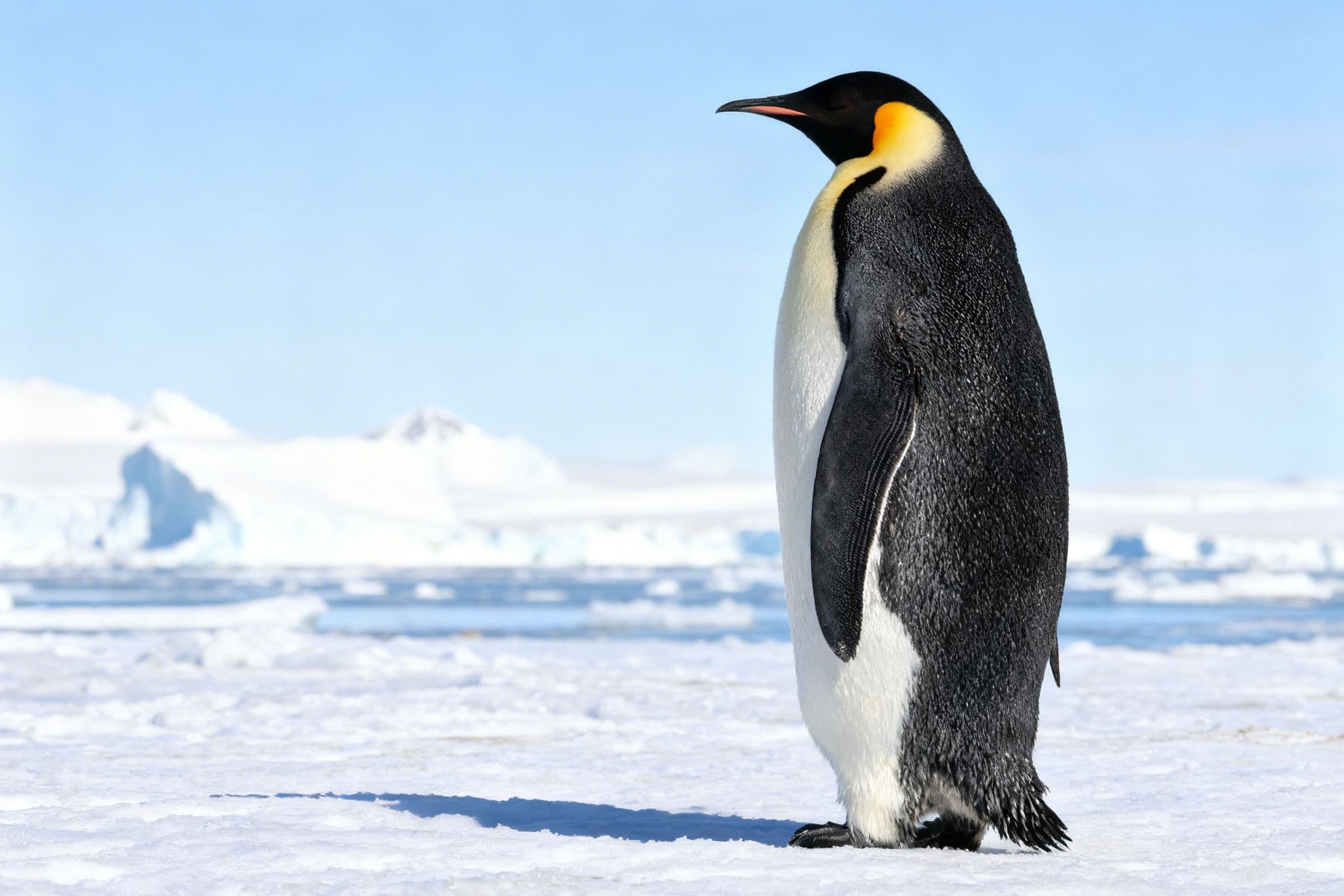 Emperor penguin standing stoic alone