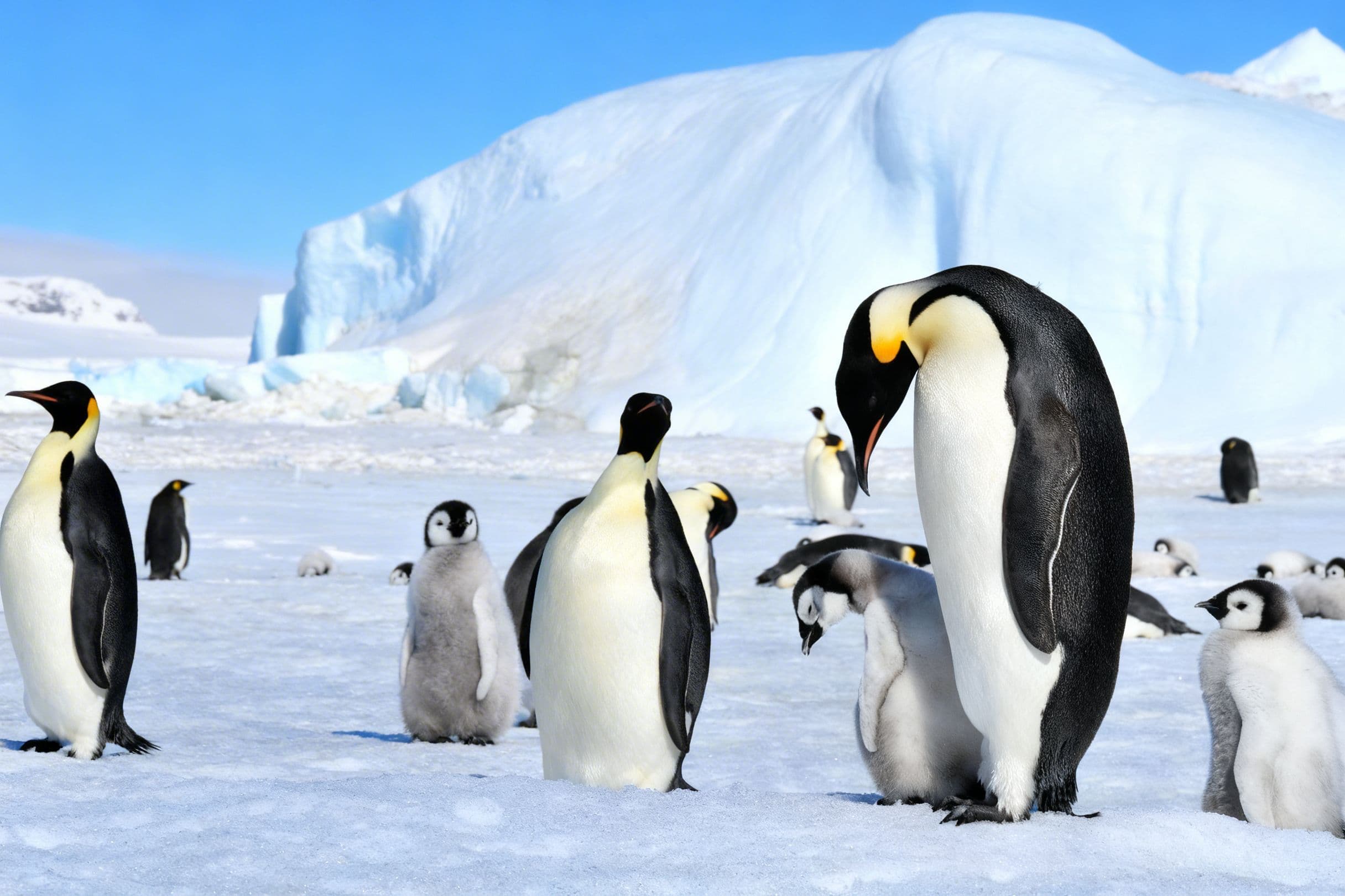 Emperor penguins socialising in the colony