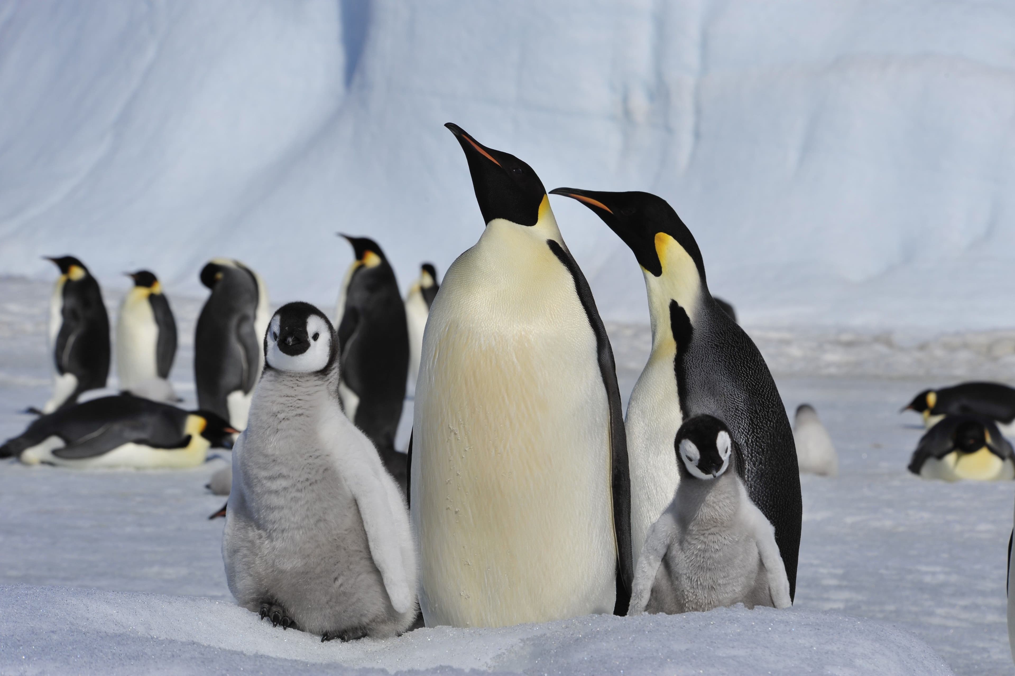 Emperor penguin family in antarctica