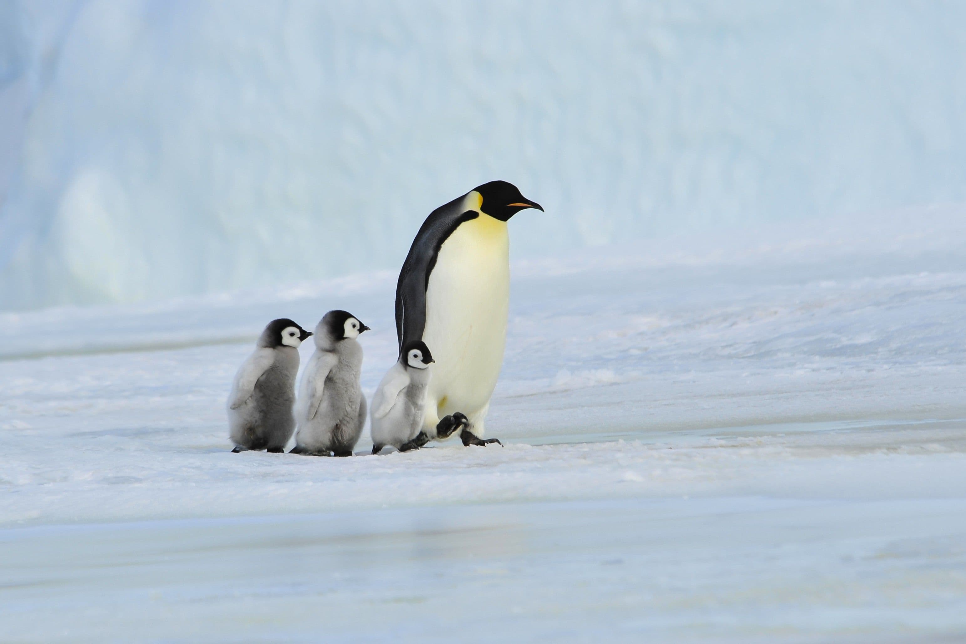 Emperor penguin parent with chicks walking