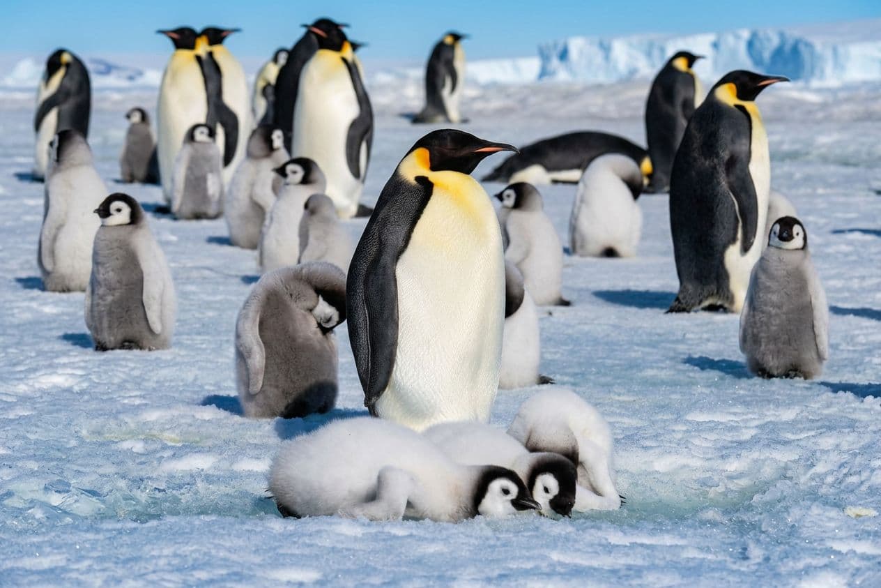 Emperor penguins in the colony daily life