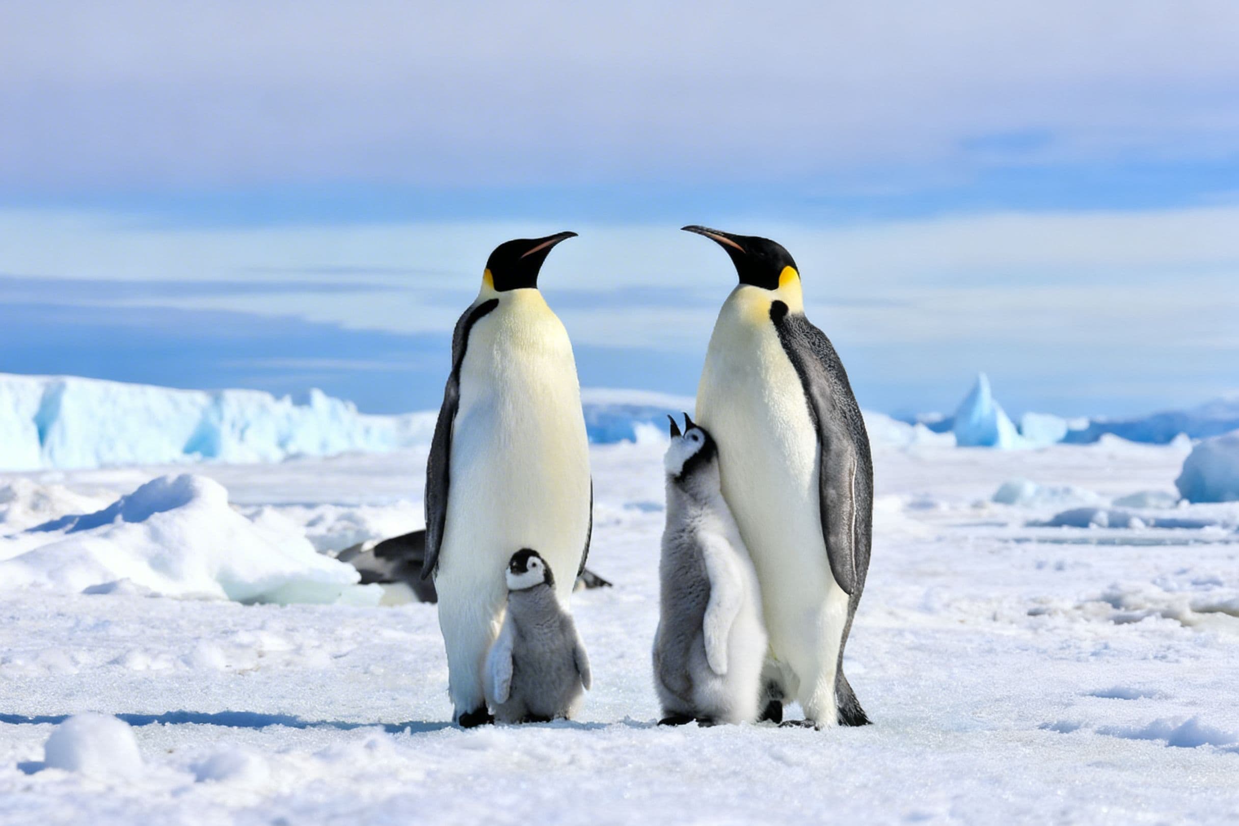 Emperor penguin family