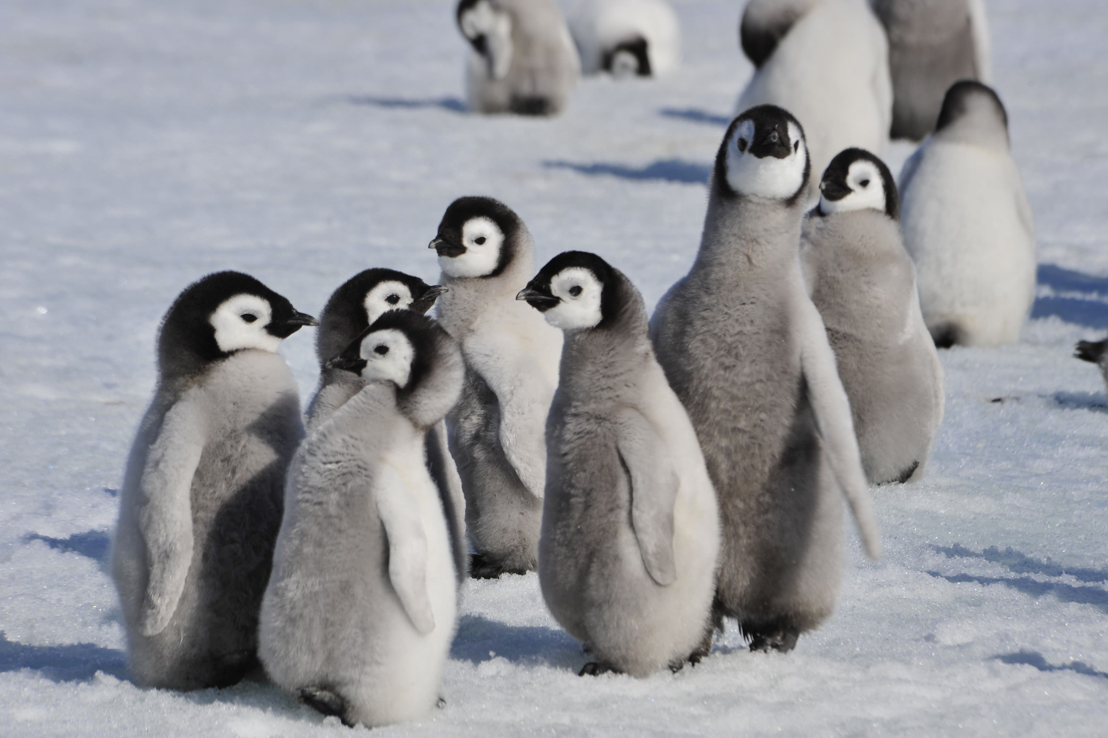 Emperor penguin chicks in the colony