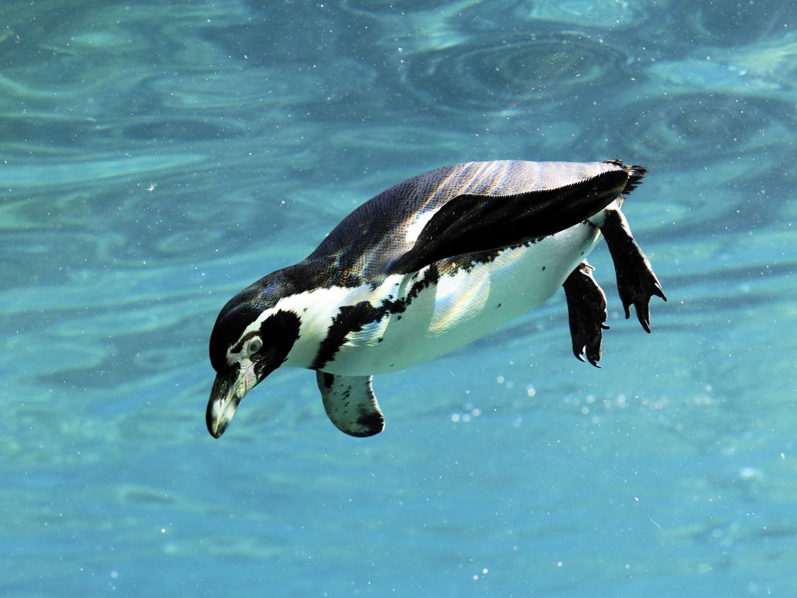 Adult penguin with chick showing generational lifecycle