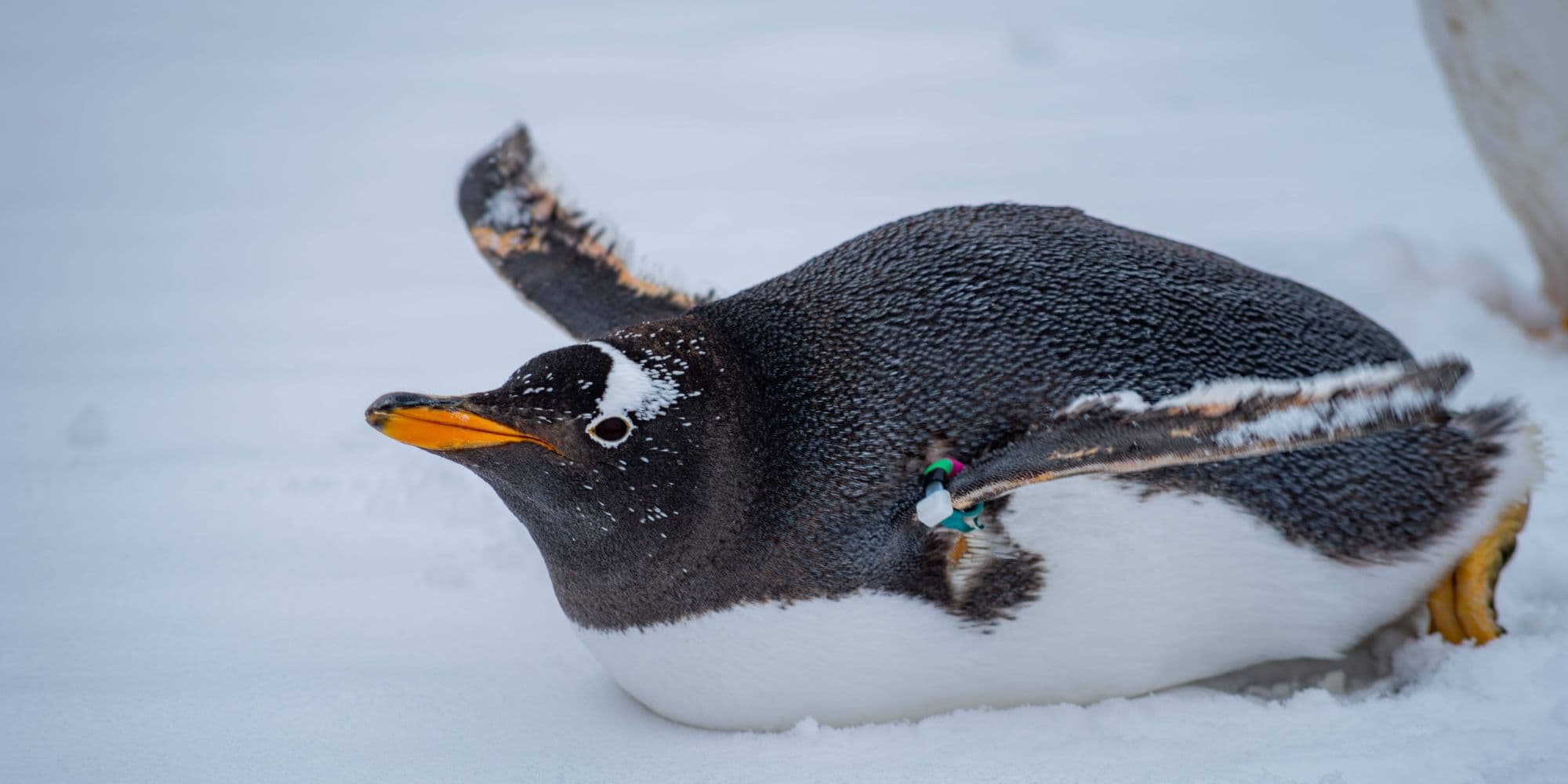 Mature Emperor penguin standing on ice