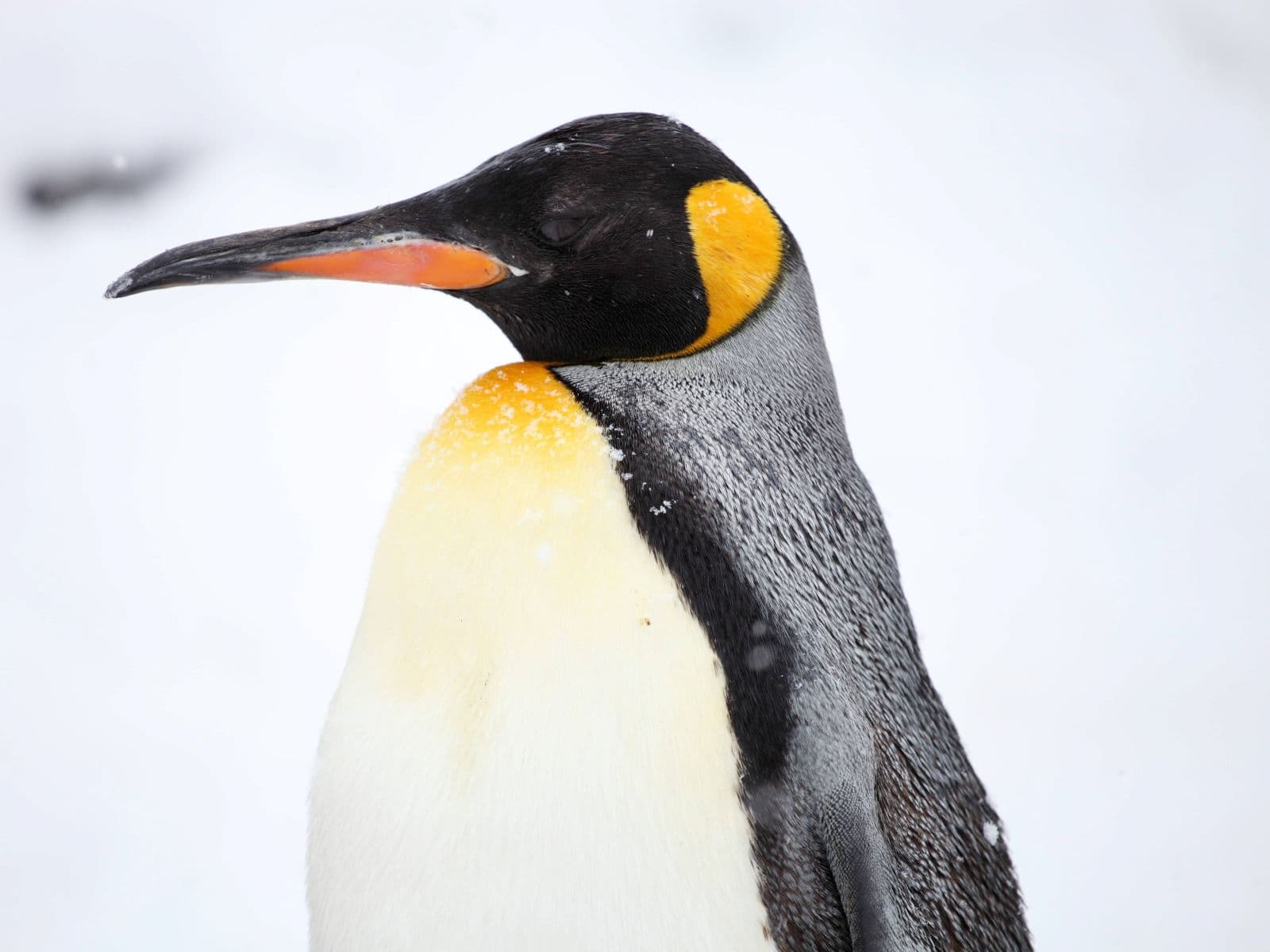 Elderly penguin showing signs of age