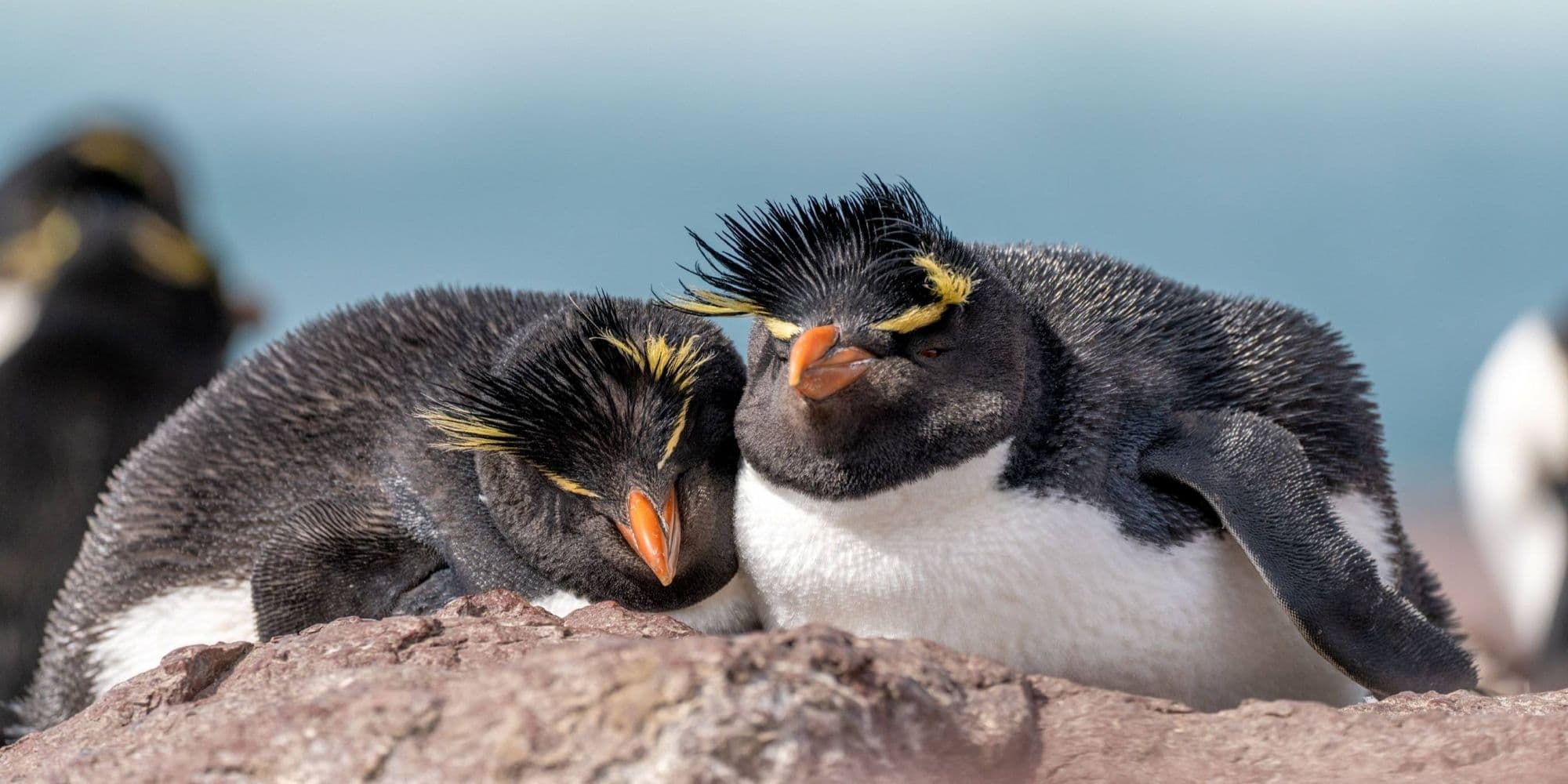 African penguins on coastal rocks