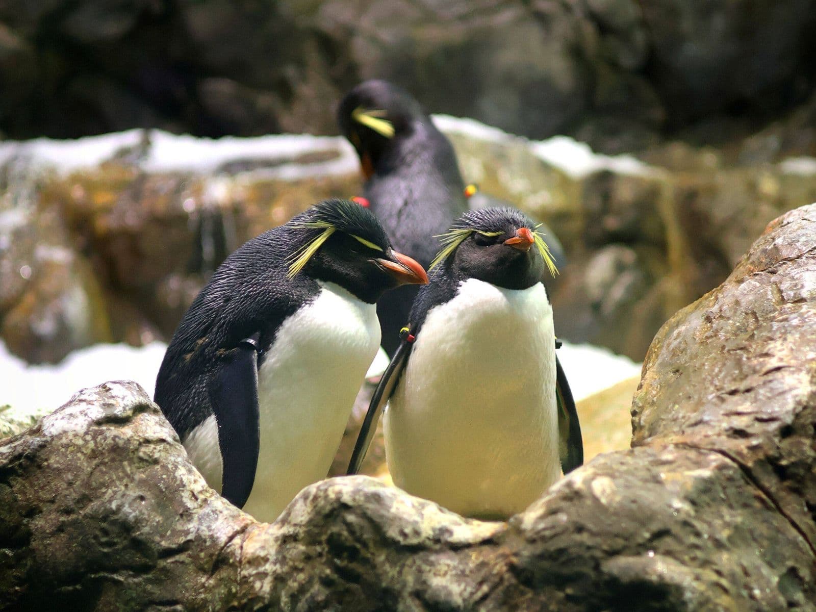 Penguins on rocks with tropical background