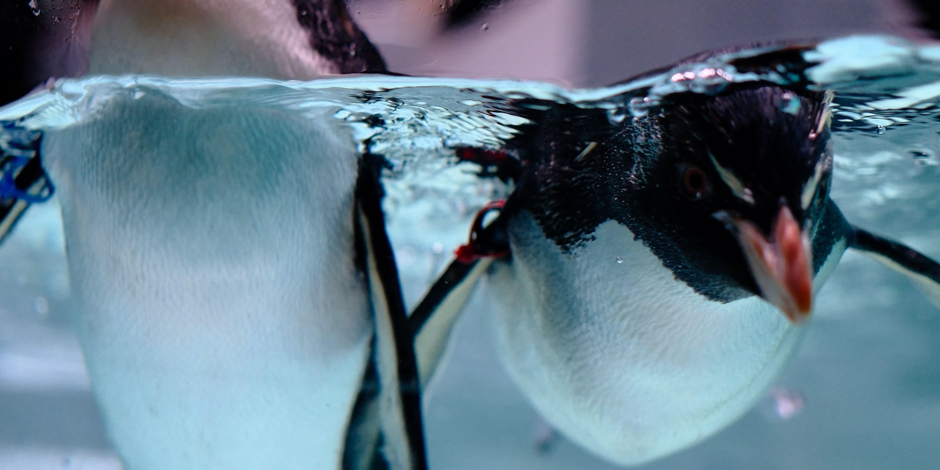 Penguin swimming gracefully underwater