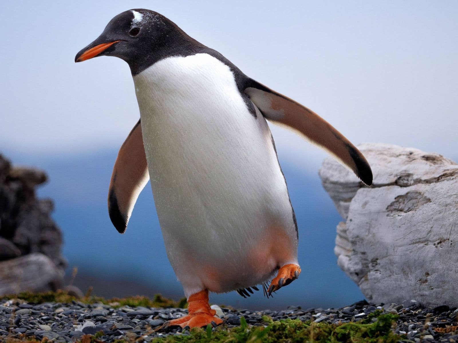 Penguin diving underwater with wings spread