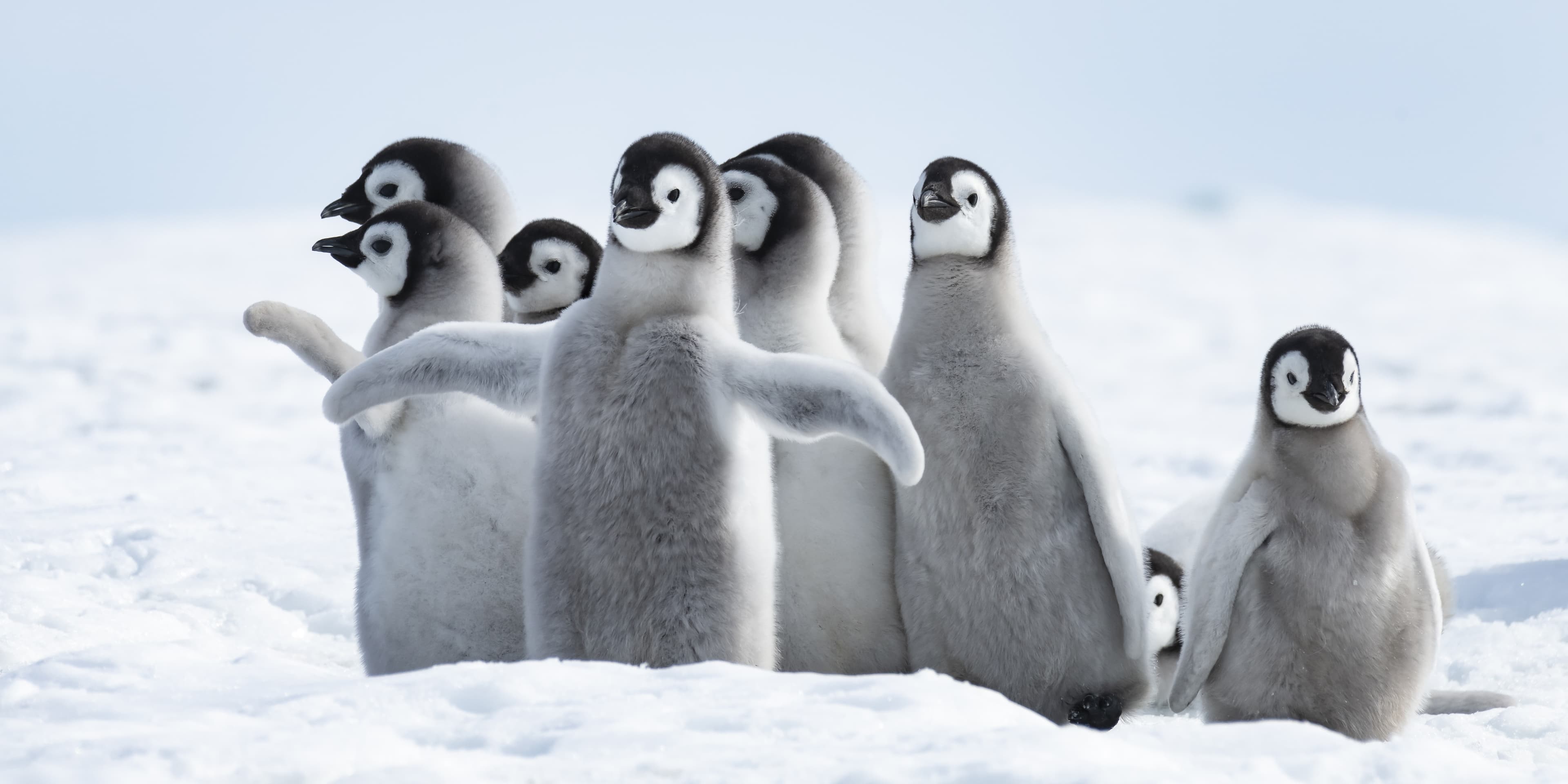 African penguins on coastal rocks