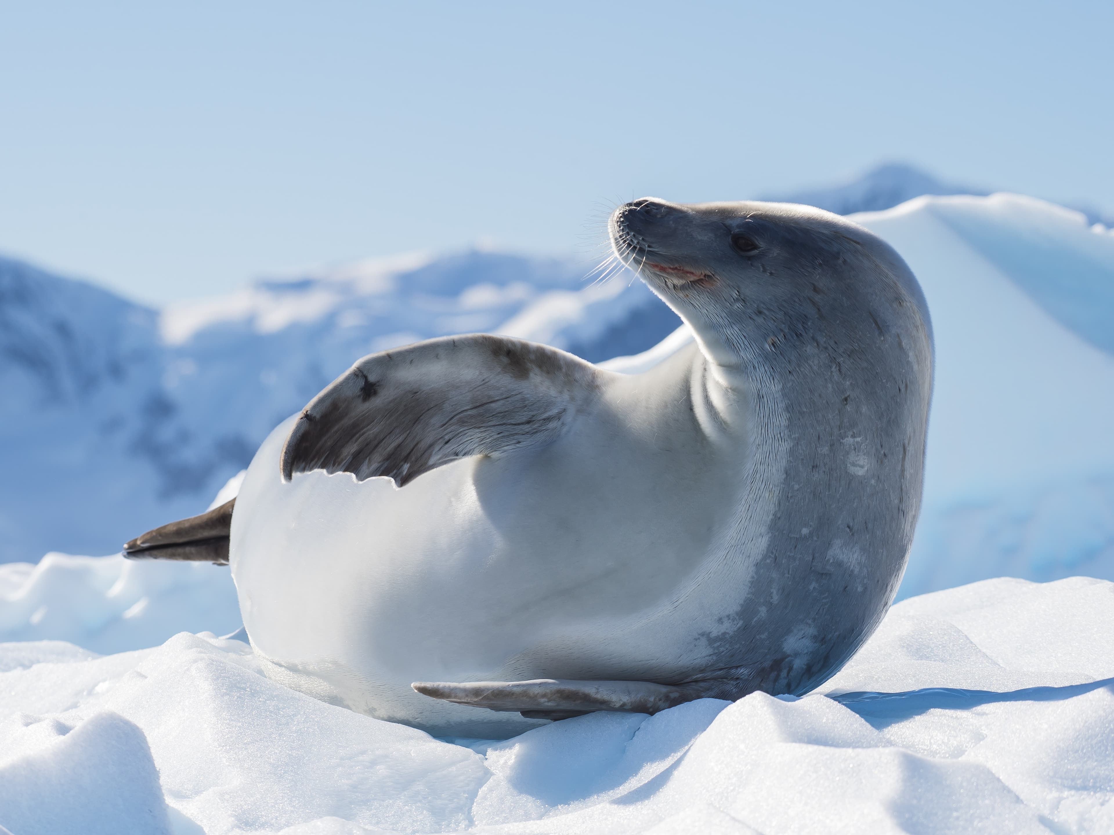 Carabeater seal on ice flowing in Antarctica