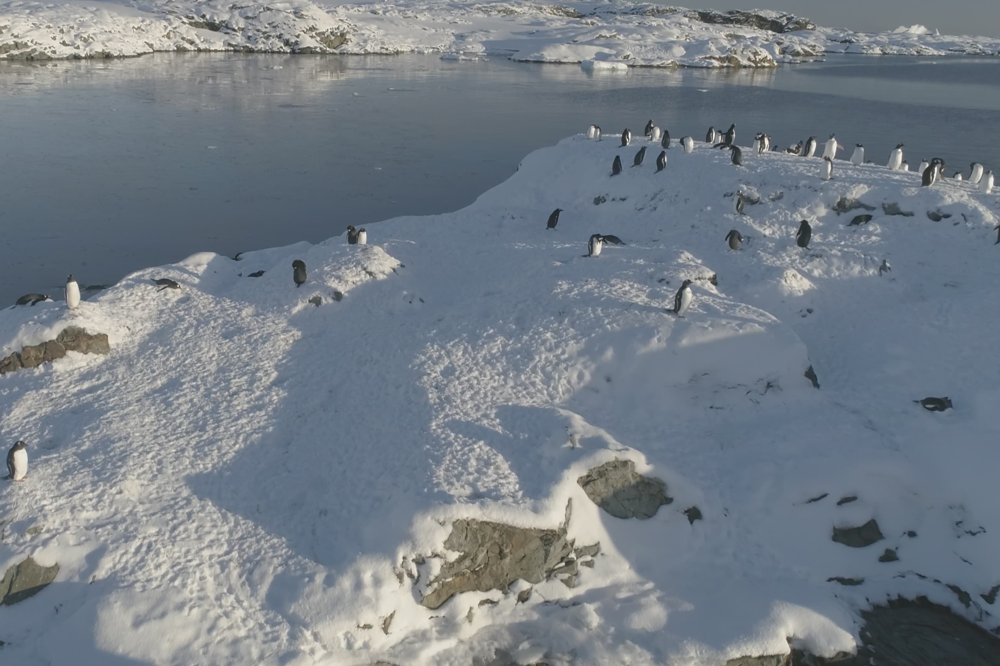 Falklands & South Georgia