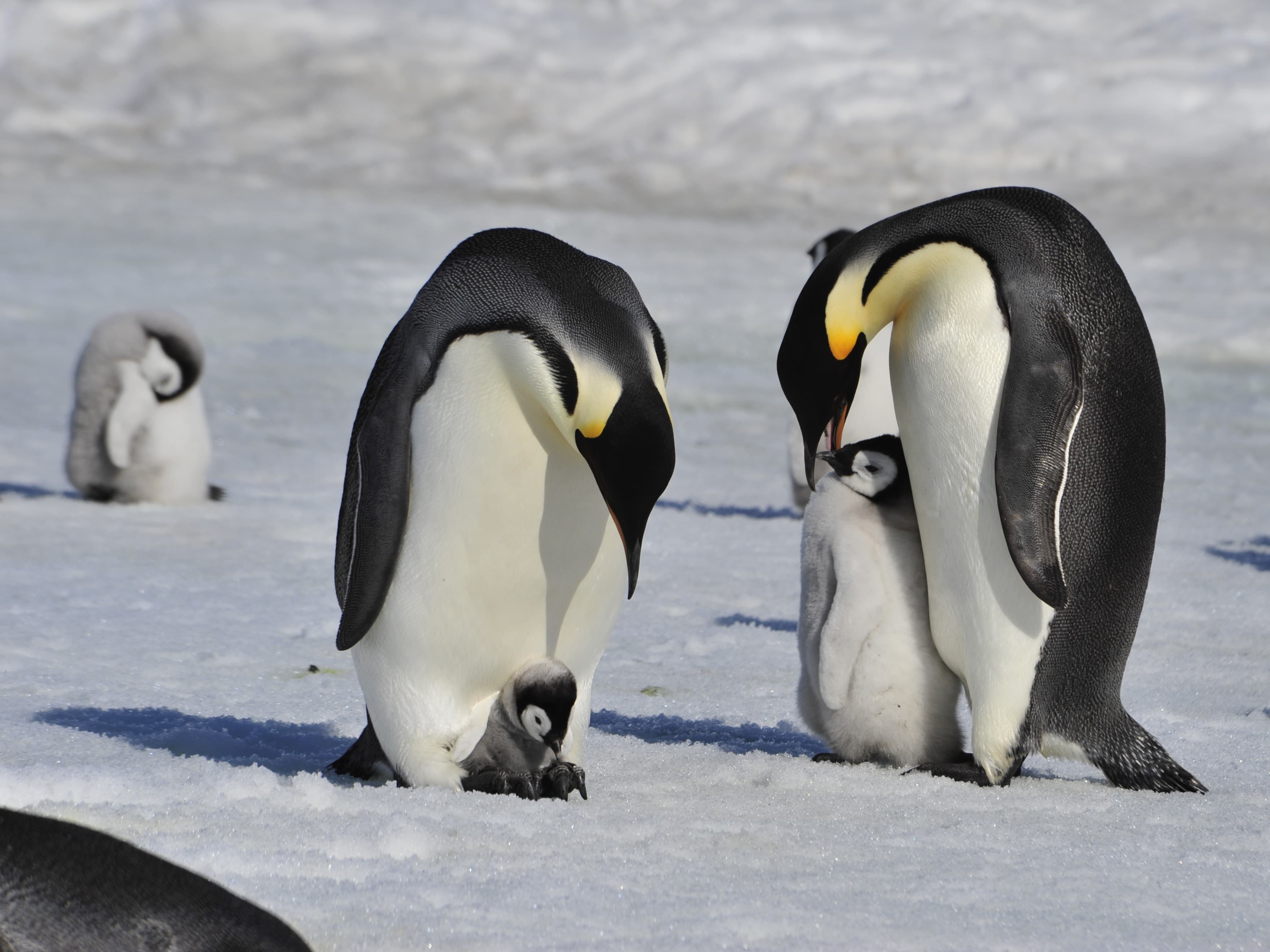 Close-up of Emperor penguin showing distinctive yellow and orange markings