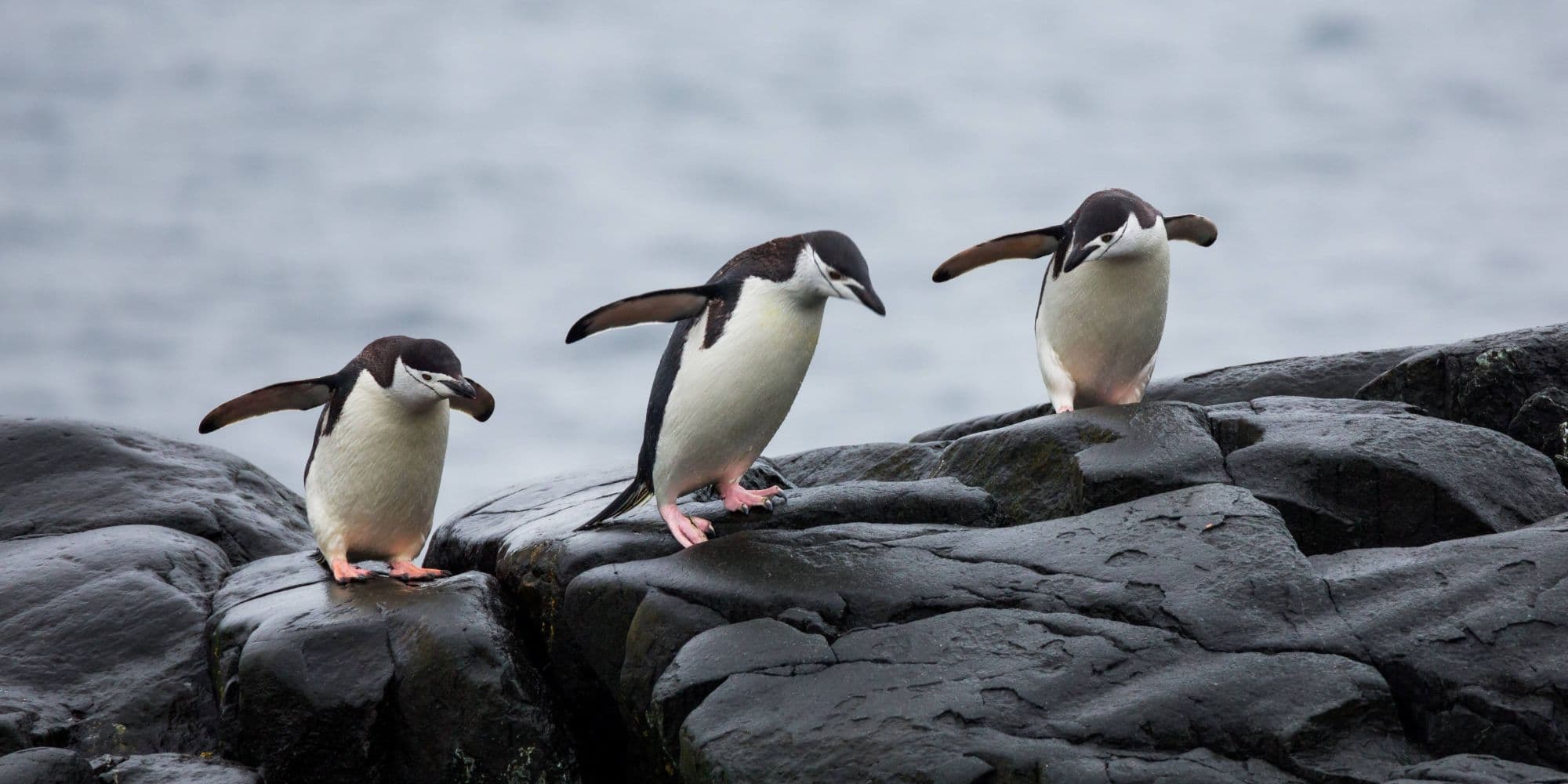 Emperor penguin with juvenile showing age difference