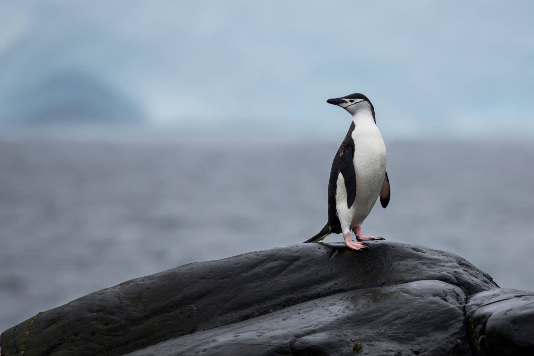 Penguin standing alone on the rock