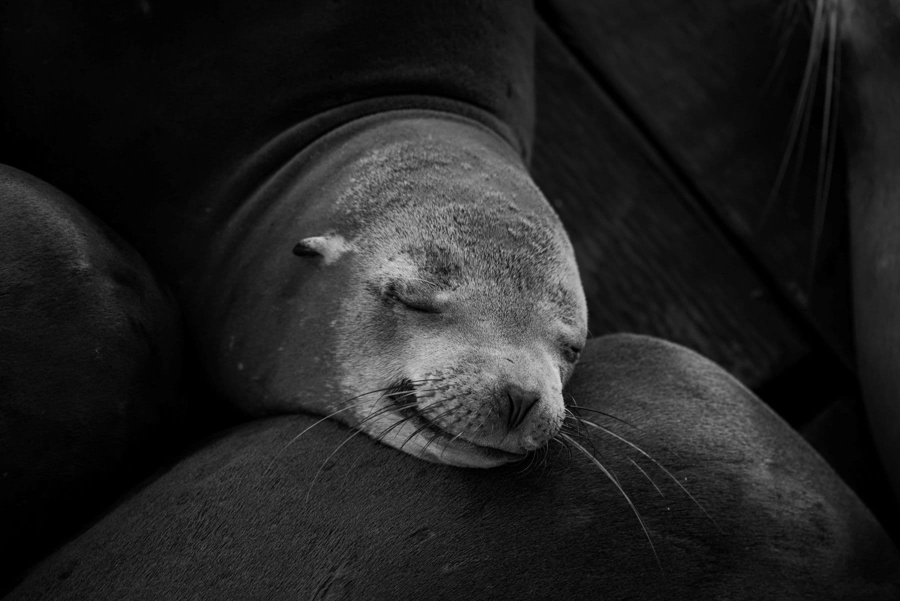 seal up close