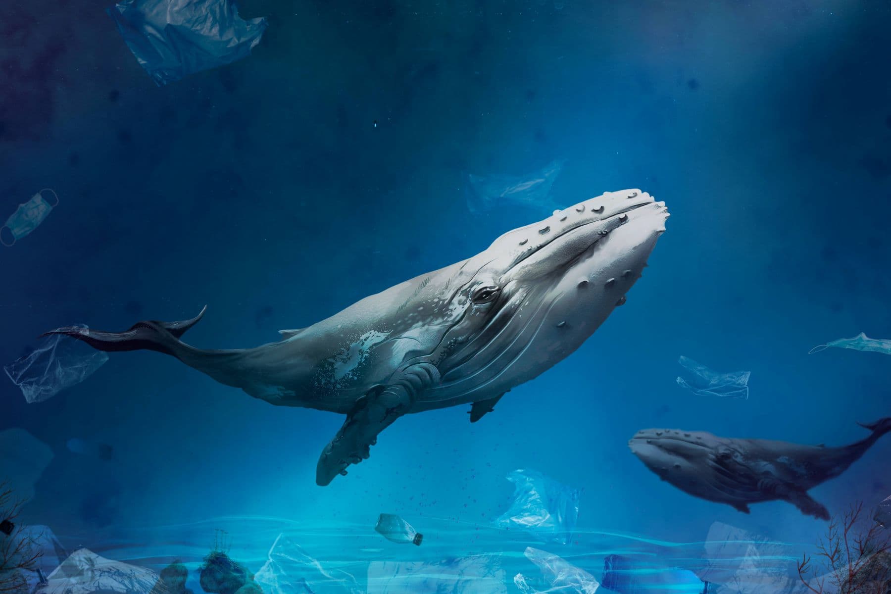 Whale in the ocean
