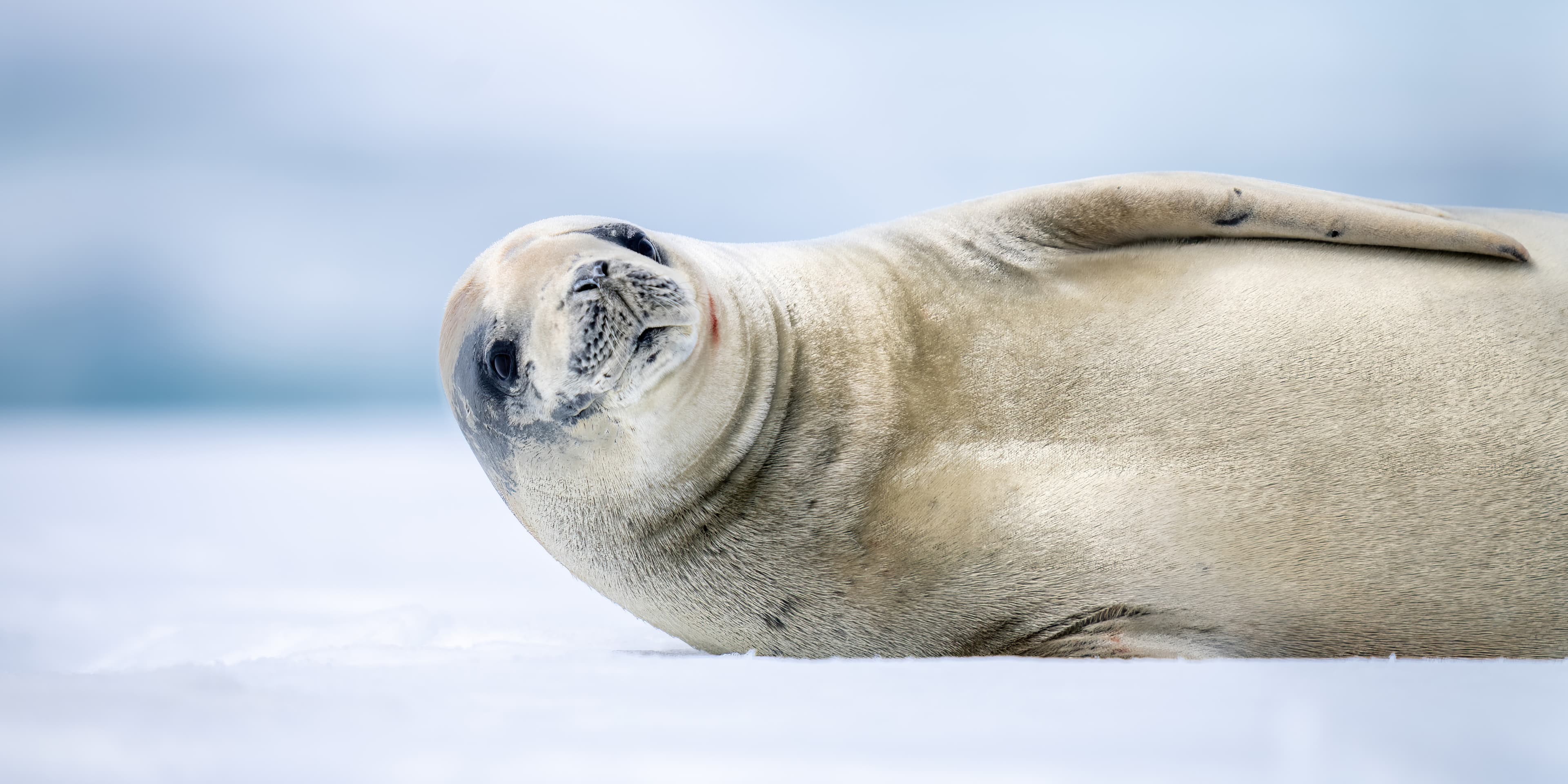 Seal resting on the beach