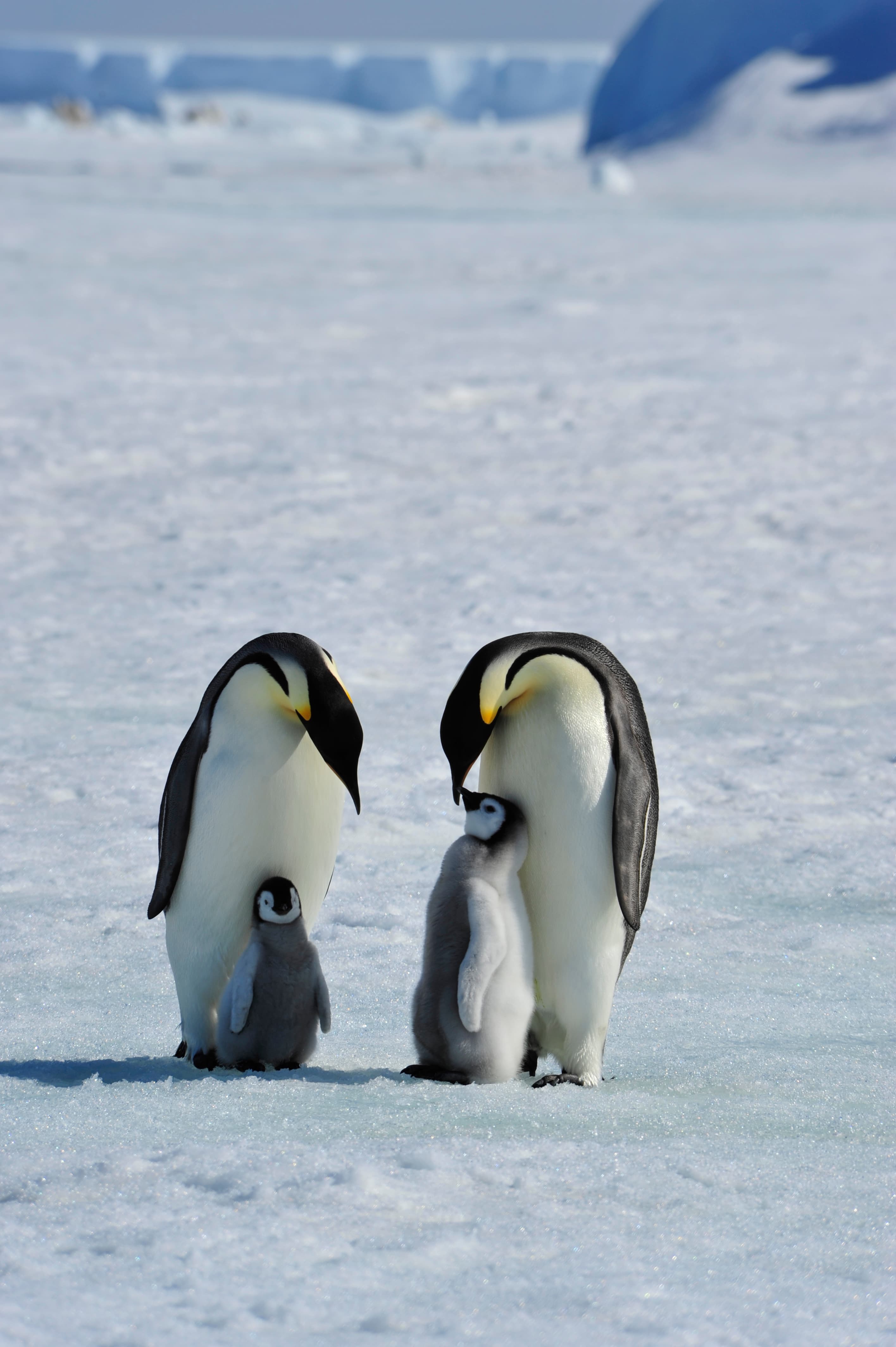 Antarctic wildlife 3