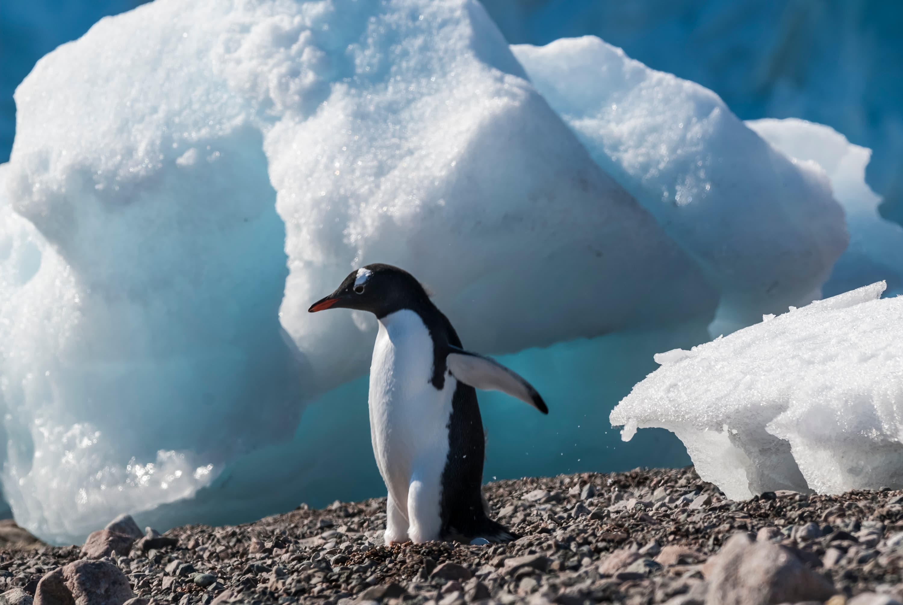 Antarctic landscape 1