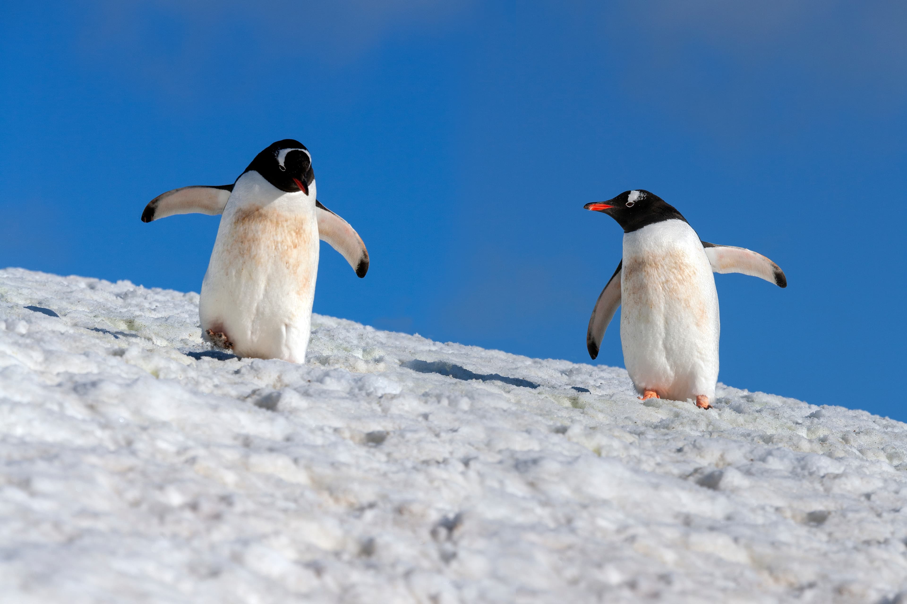 Antarctic landscape 5
