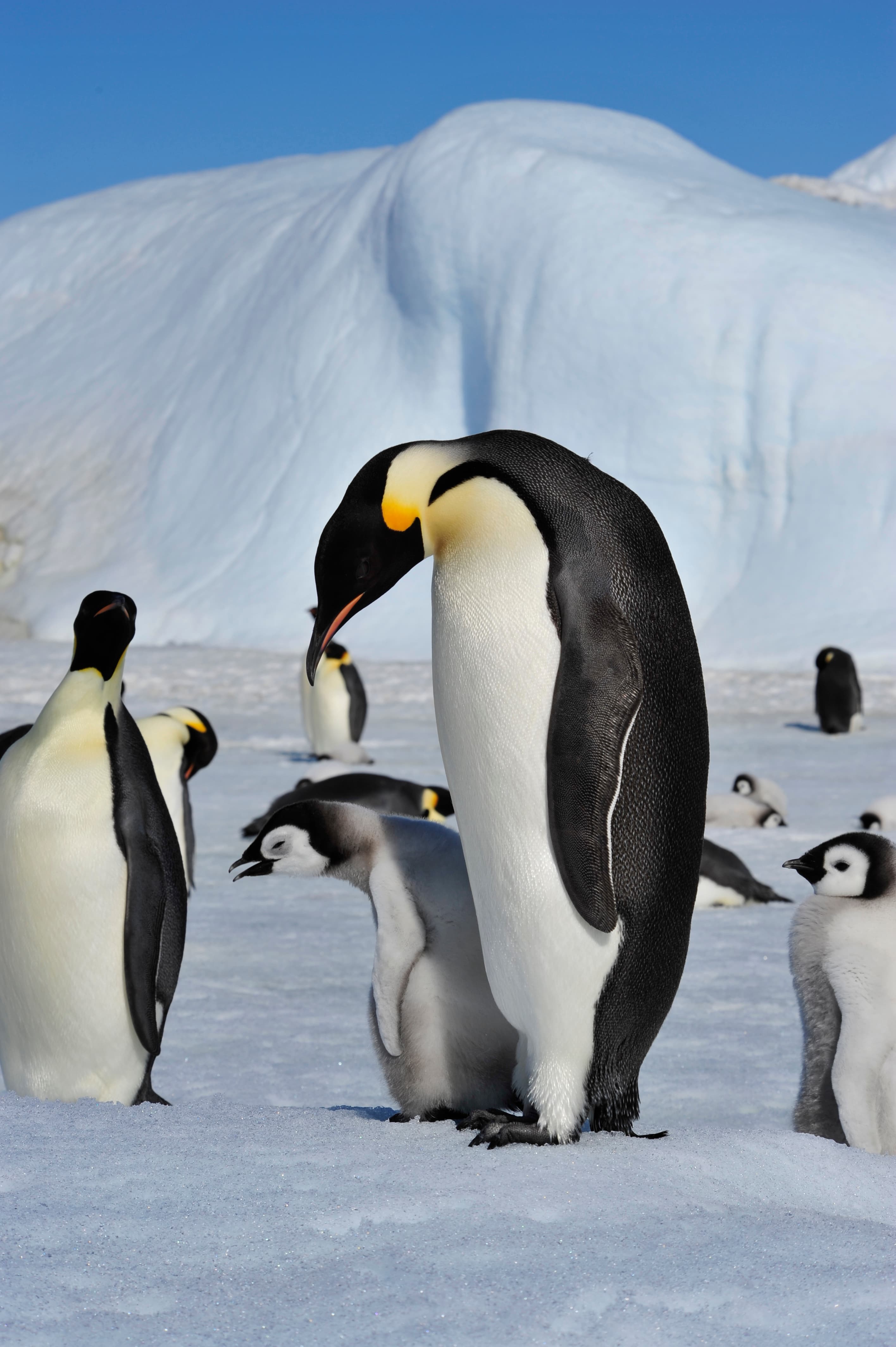 Emperor penguin colony
